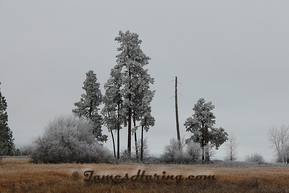 Ice Fog