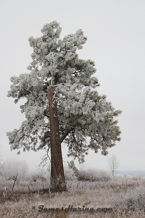 Ice Fog